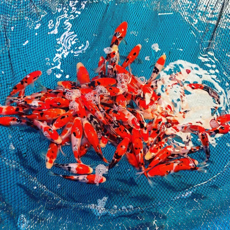 Tisburys Aquatic Centre