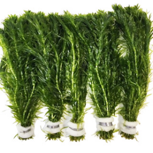 Tisburys Aquatic Centre