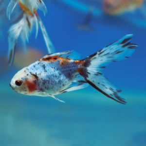 Tisburys Aquatic Centre