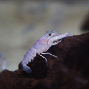Tisburys Aquatic Centre