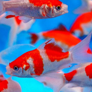 Tisburys Aquatic Centre