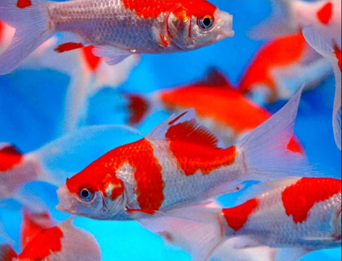 Tisburys Aquatic Centre Tisburys Aquatic Centre