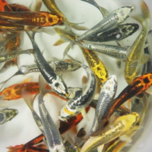 Tisburys Aquatic Centre