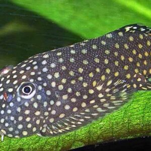 Tisburys Aquatic Centre