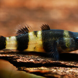 Tisburys Aquatic Centre