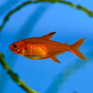 Tisburys Aquatic Centre