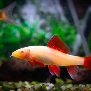 Tisburys Aquatic Centre