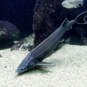 Tisburys Aquatic Centre