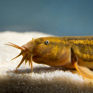 Tisburys Aquatic Centre