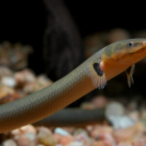 Tisburys Aquatic Centre