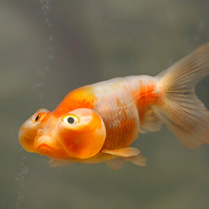 Tisburys Aquatic Centre