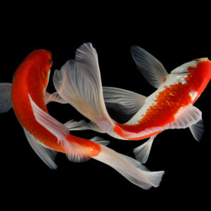 Tisburys Aquatic Centre