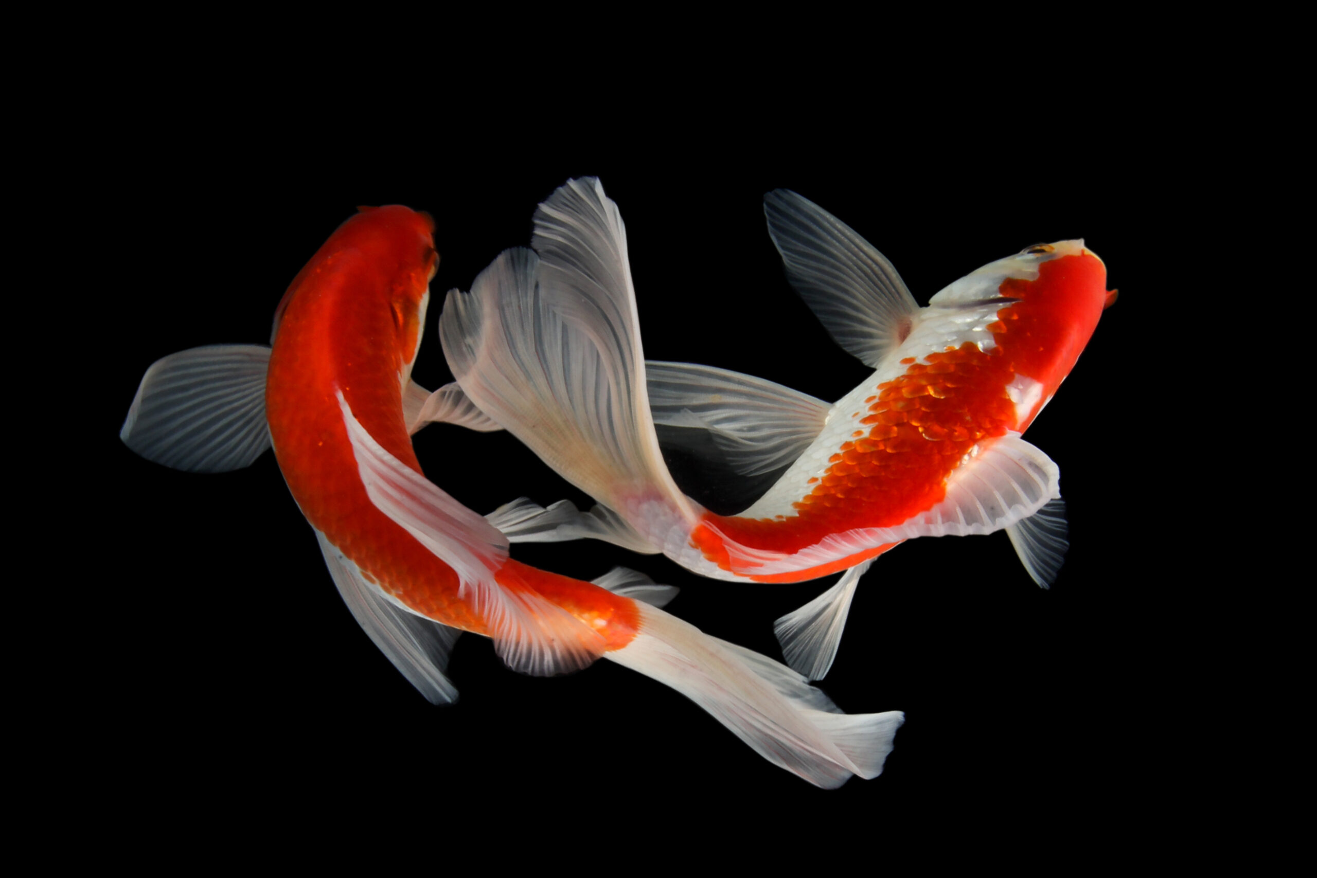 Tisburys Aquatic Centre Tisburys Aquatic Centre