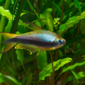 Tisburys Aquatic Centre