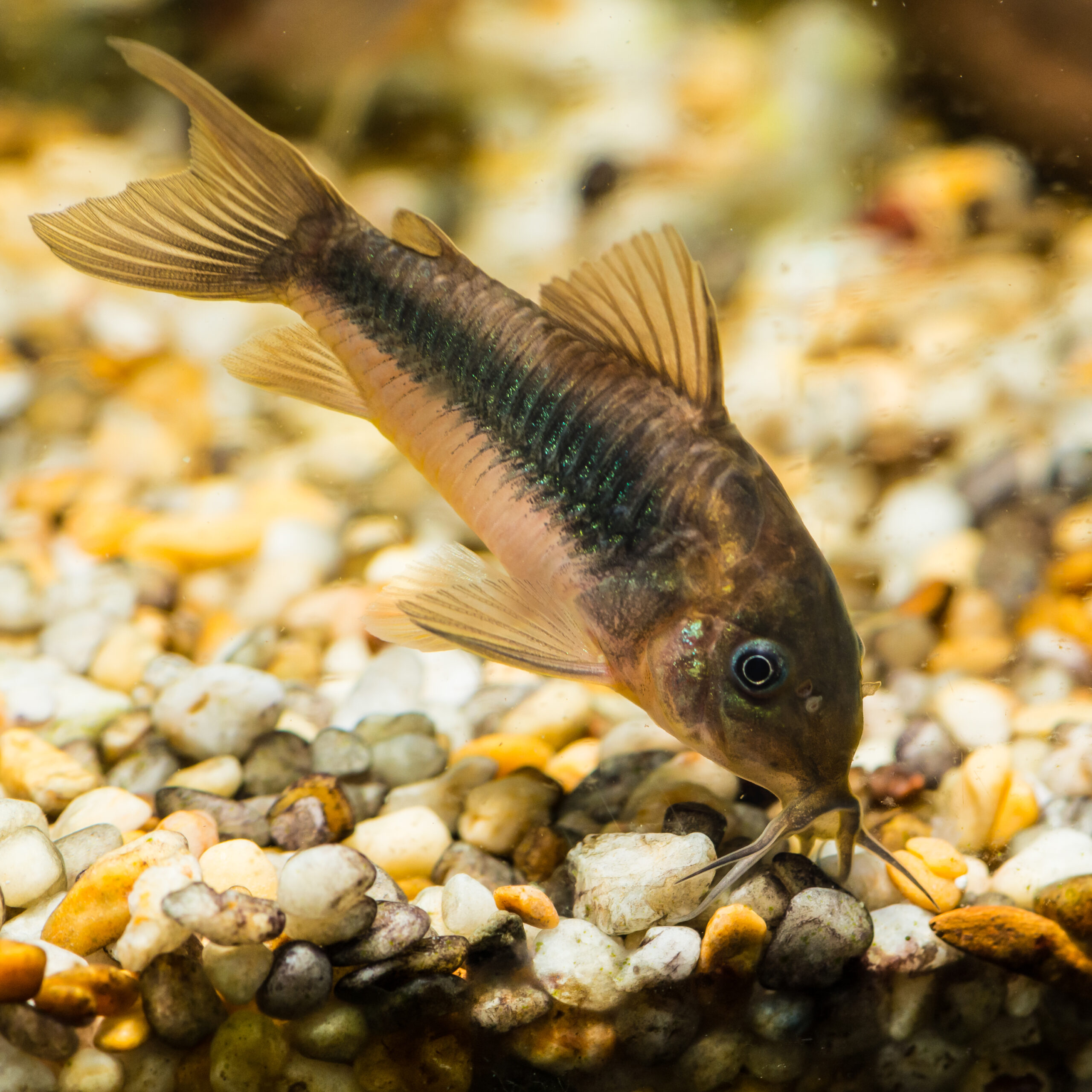 Tisburys Aquatic Centre Tisburys Aquatic Centre