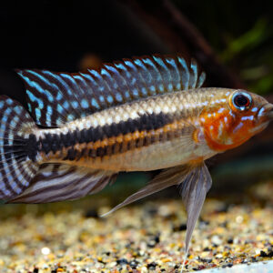 Tisburys Aquatic Centre