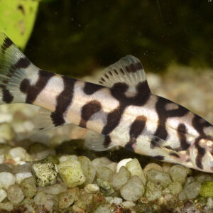 Tisburys Aquatic Centre