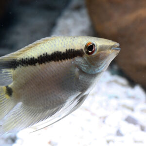 Tisburys Aquatic Centre