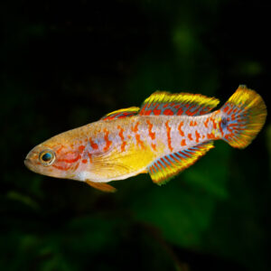 Tisburys Aquatic Centre