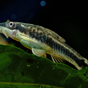 Tisburys Aquatic Centre