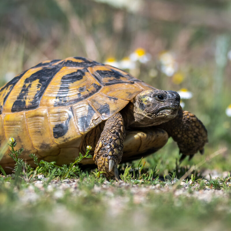 Tisburys Aquatic Centre