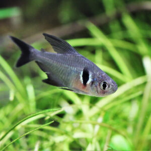 Tisburys Aquatic Centre