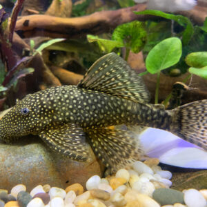 Tisburys Aquatic Centre