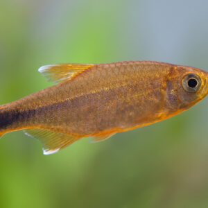 Tisburys Aquatic Centre
