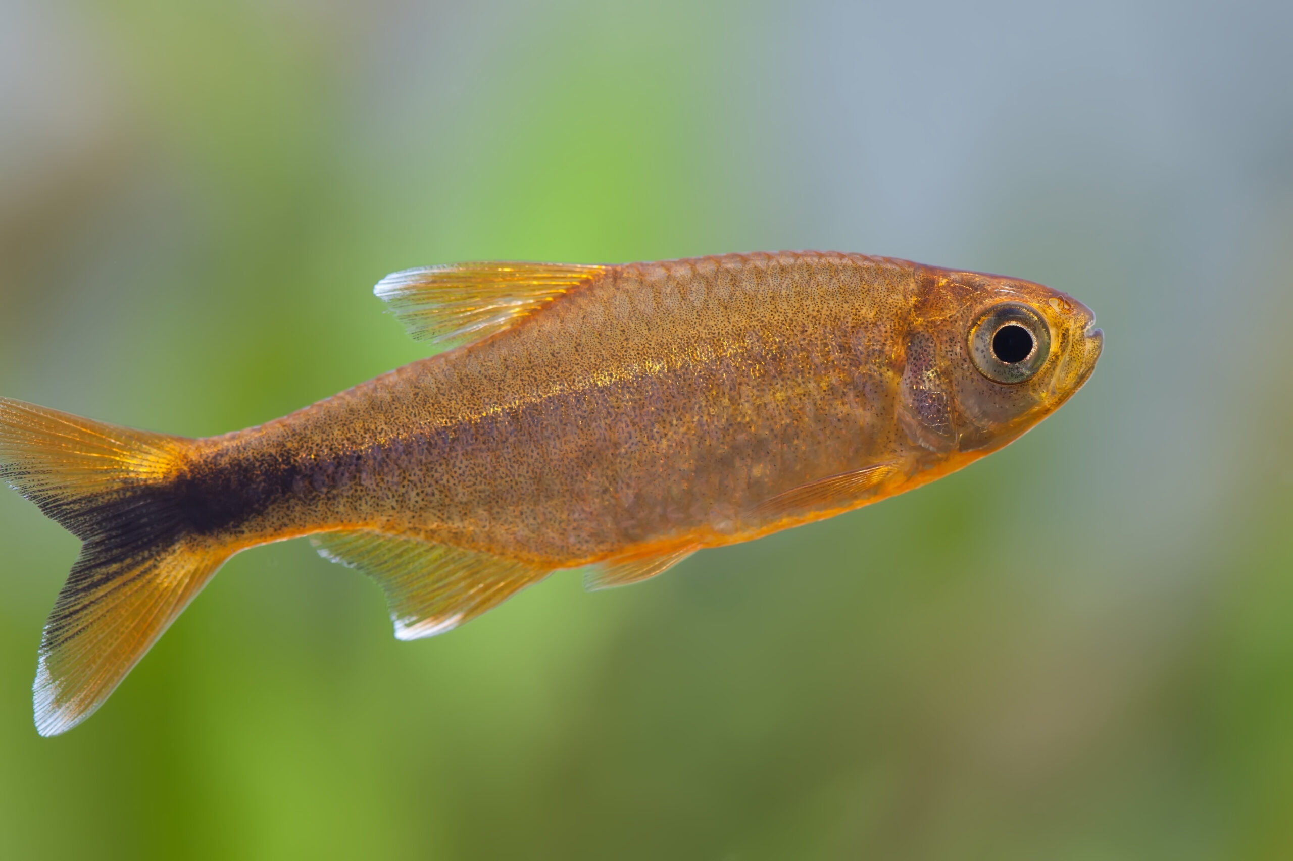 Tisburys Aquatic Centre Tisburys Aquatic Centre