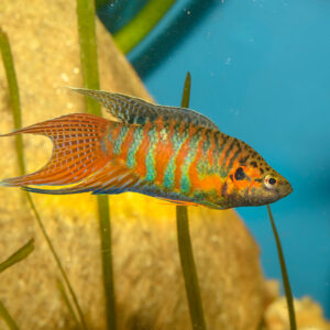 Tisburys Aquatic Centre