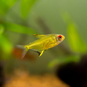 Tisburys Aquatic Centre