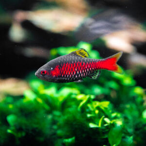 Tisburys Aquatic Centre