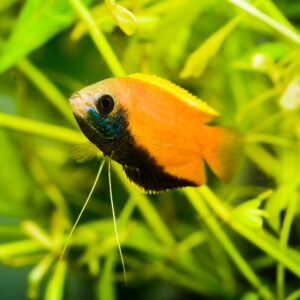 Tisburys Aquatic Centre