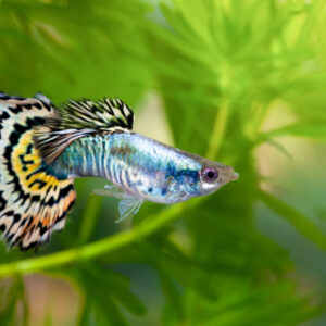 Tisburys Aquatic Centre