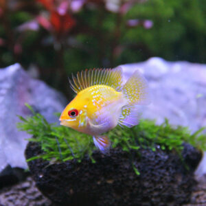 Tisburys Aquatic Centre