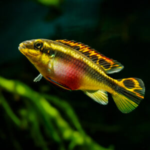 Tisburys Aquatic Centre