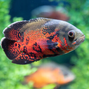 Tisburys Aquatic Centre