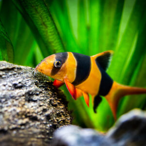 Tisburys Aquatic Centre