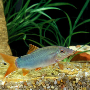 Tisburys Aquatic Centre