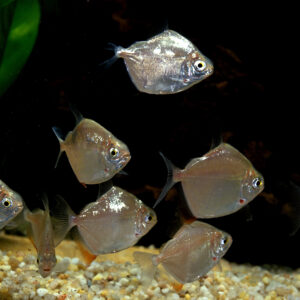 Tisburys Aquatic Centre