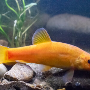 Tisburys Aquatic Centre