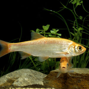 Tisburys Aquatic Centre