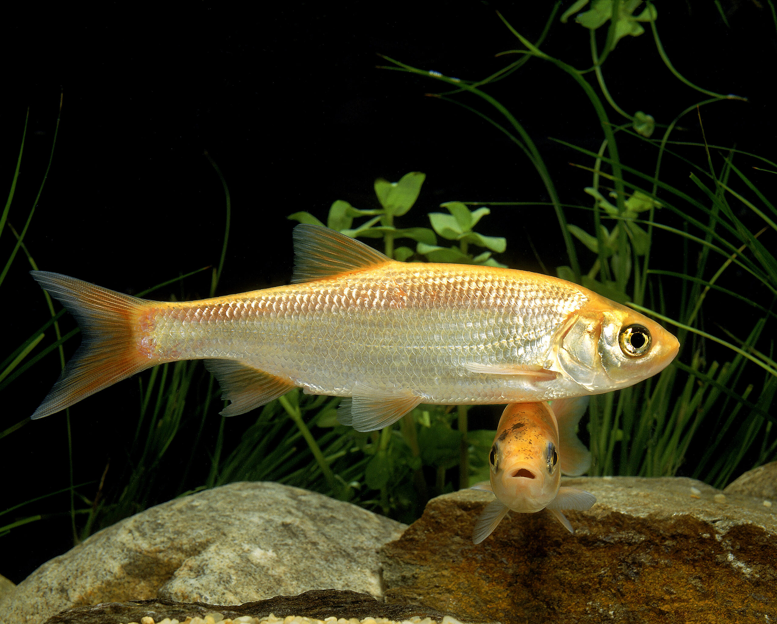 Tisburys Aquatic Centre Tisburys Aquatic Centre