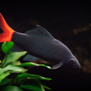 Tisburys Aquatic Centre