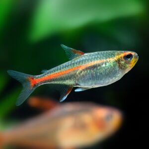 Tisburys Aquatic Centre