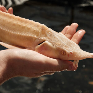Tisburys Aquatic Centre