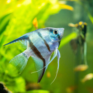 Tisburys Aquatic Centre