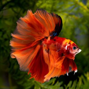 Tisburys Aquatic Centre