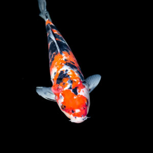 Tisburys Aquatic Centre