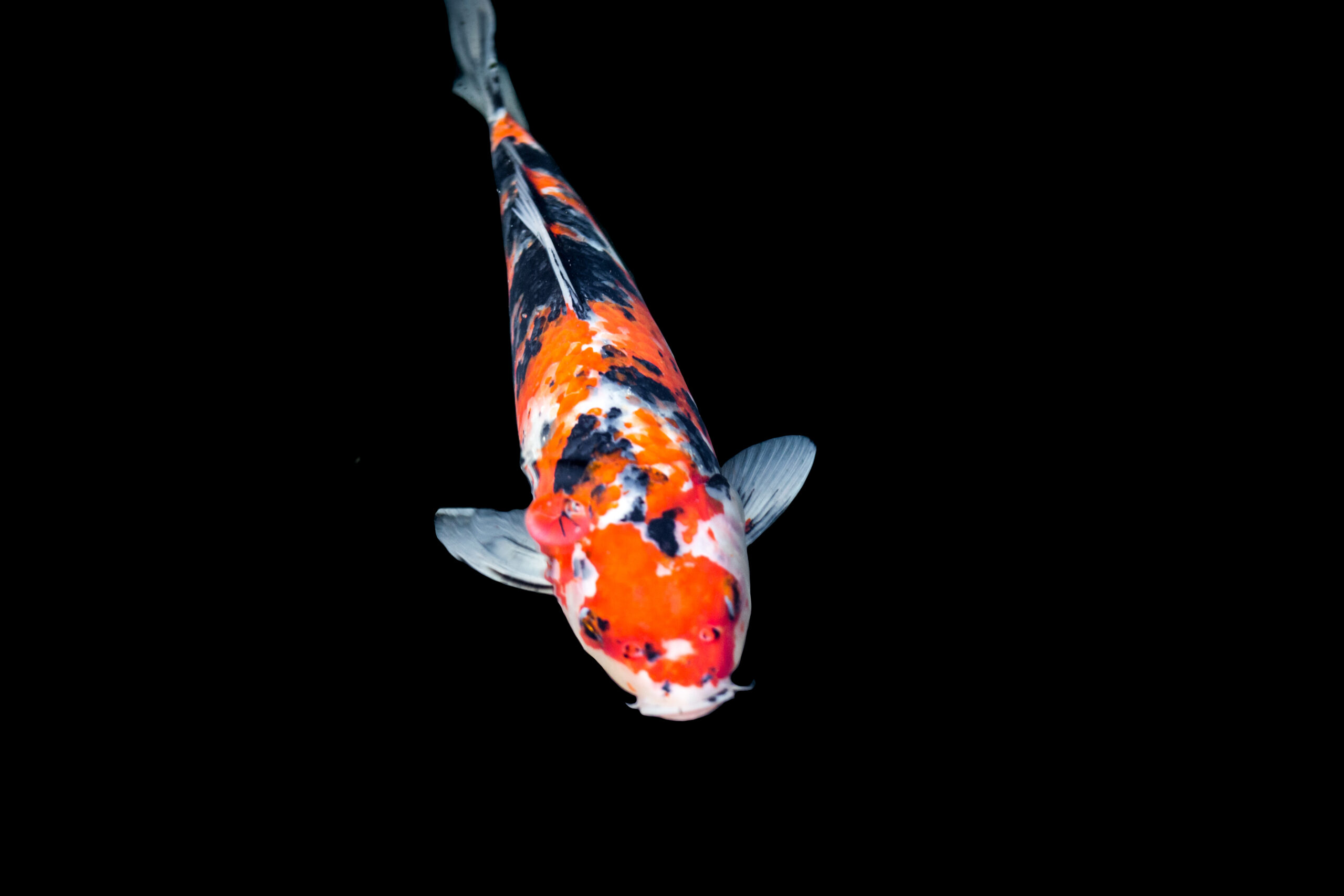 Tisburys Aquatic Centre Tisburys Aquatic Centre